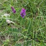 Vicia incana 花