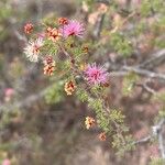 Mimosa aculeaticarpa Flor