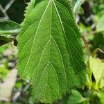 Hibiscus calyphyllus 叶