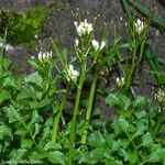 Cardamine flexuosa 葉