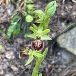 Ophrys apiferaVirág