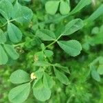 Medicago rigidula Leaf