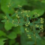 Euphorbia hyssopifolia Sonstige