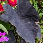 Colocasia esculenta Blatt