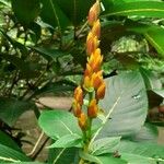 Sanchezia nobilis Flor