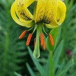 Lilium pyrenaicum Flower