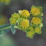 Bupleurum lancifolium Flower
