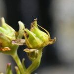 Saxifraga aizoides Φρούτο