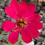 Zinnia peruvianaFlower