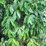 Philodendron tripartitum Агульны выгляд