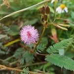 Mimosa pudica Floare