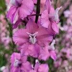 Delphinium ajacisÕis