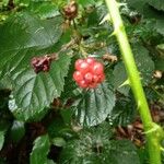 Rubus albiflorus Gyümölcs