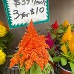 Celosia argenteaFlower