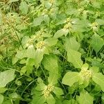 Euphorbia heterophylla Plod