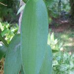 Vanilla planifolia Hoja