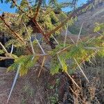 Acacia nilotica Blatt