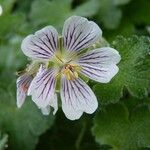 Geranium renardii Flower