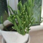 Crassula muscosa Листок