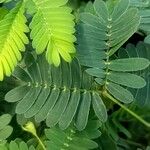 Mimosa pudica Blad