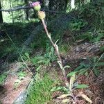 Erigeron alpinus Habitatea