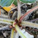 Fragaria chiloensis 树皮