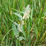 Vicia pannonica പുഷ്പം