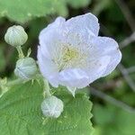 Rubus armeniacusKukka