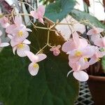 Begonia goegoensis Flor