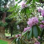 Rhododendron × geraldii عادت داشتن