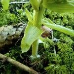 Petasites albus Leaf