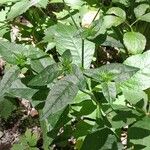 Elephantopus elatus Hoja