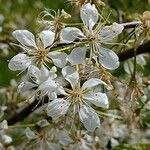 Prunus americana Flor