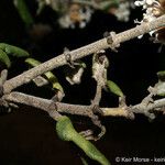 Ceanothus crassifolius Кара