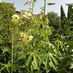 Hibiscus cannabinus Агульны выгляд