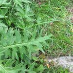 Cirsium rivulare Leaf