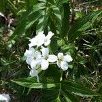 Cardamine heptaphyllaFlower