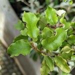 Olearia paniculata Hoja