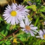 Symphyotrichum puniceum Flower