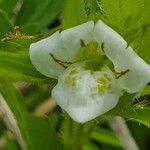 Asystasia mysorensis Flor