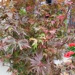 Acer palmatum Hábito