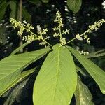 Ocotea atirrensis Otro