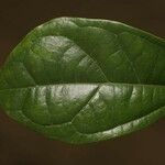 Glycydendron amazonicum Folha