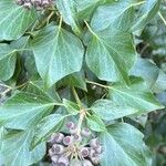 Hedera hibernica Hostoa