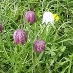 Fritillaria meleagris Flor