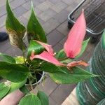 Anthurium scherzerianumBlodyn