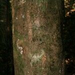 Protium apiculatum Kabuk