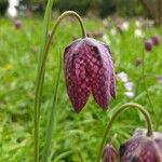 Fritillaria meleagris Цвят