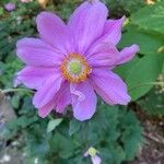 Eriocapitella hupehensis Floare