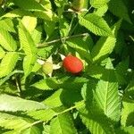 Rubus illecebrosus Leaf